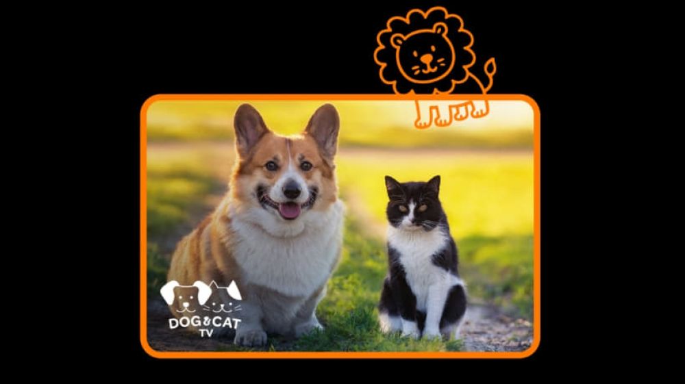 Orange rozširuje TV ponuku: Štart Dog &amp; Cat TV na Slovensku, aj zaradenie BBC First a BBC Earth